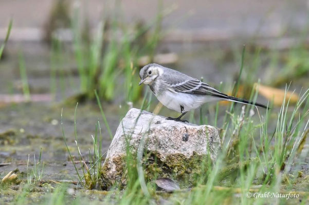 Bachstelze (Motacilla alba) Jungvogel aus diesem Jahr, NSG Untere Havel Nord.