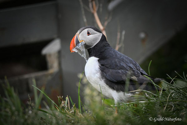 Papageitaucher (Fratercula arctica) mit Sandaalen (Ammodytes tobianus) im Schnabel.