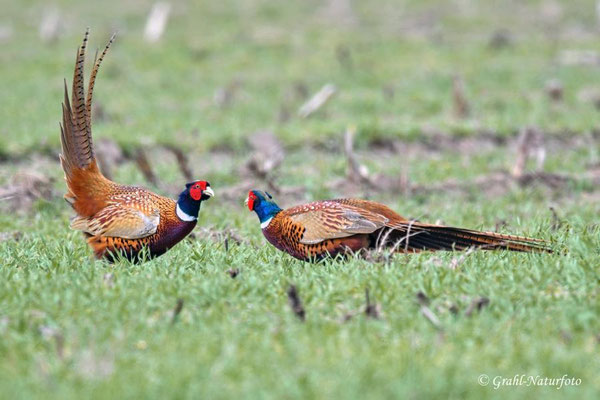 Streit bei den Jagdfasanen (Phasianus colchicus) NSG Untere Havel Nord.