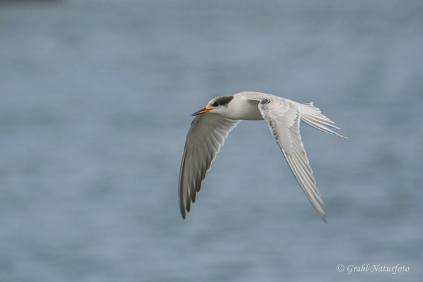 Junge Flußseeschwalbe (Sterna hirundo) am Südhafen.