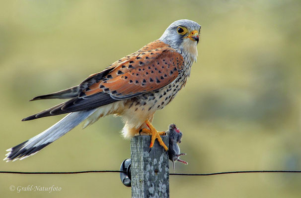 Turmfalke (Falco tinnunculus) männl.