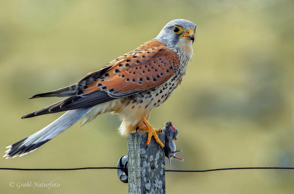 Turmfalke (Falco tinnunculus) männl. auf Amrum.