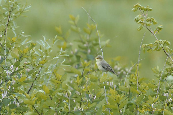 Gelbspötter (Hippolais icterina)