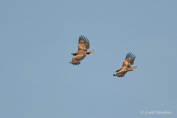 Seeadler (Haliaeetus albicilla) über dem Gülpersee.