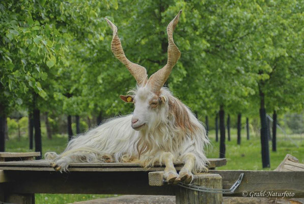 Girgentana-Ziege (Capra aegagrus f. hircus), Bock in Brandenburg.