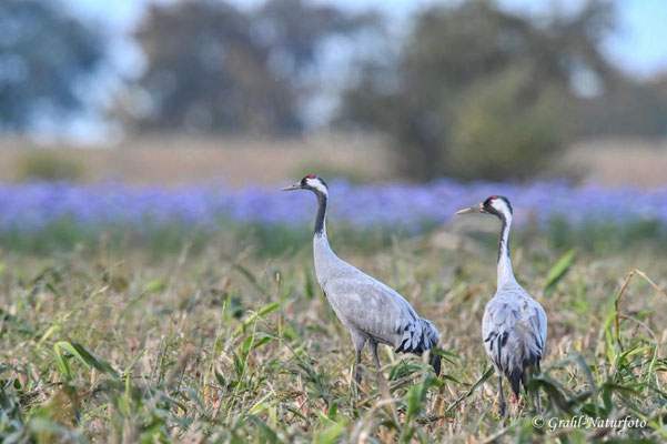 Herbstrast der Kraniche (Grus grus) in Rhin- und Havelluch 2025.
