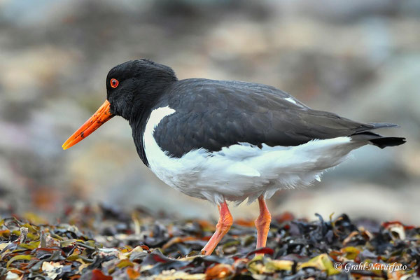 Austernfischer (Haematopus ostralegus) am Strand von Ytri Tunga.