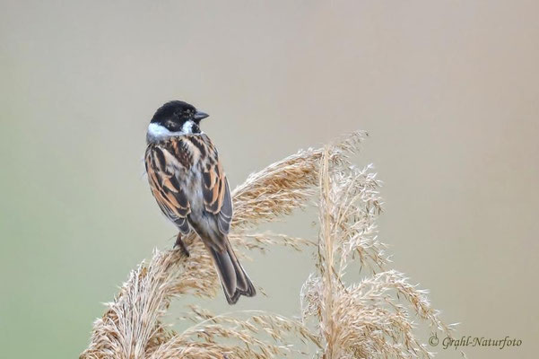 Rohrammer (Emberiza schoeniclus) im NSG Untere Havel Nord.