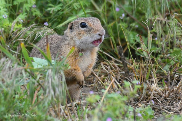 Europäischer Ziesel (Spermophilus citellus, Syn.: Citellus citellus) auf der Wiese der Ziesel bei Murighiol.