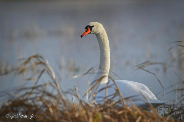 Höckerschwan (Cygnus olor) im NSG Untere Havel Nord.