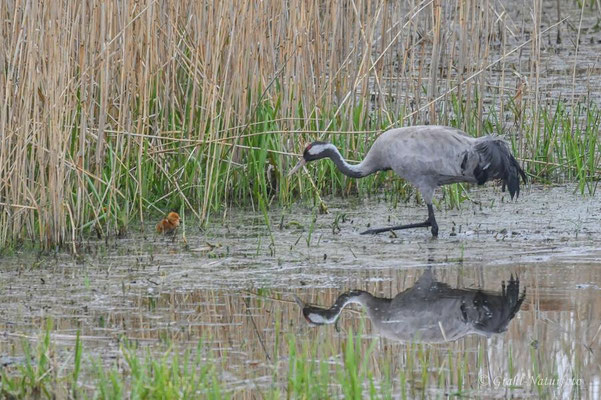 Europäischer Kranich (Grus grus) mit Küken im Linumer Teichland.