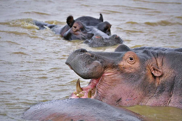 Flusspferde (Hippopotamus amphibius) sind gefährlich! Es gibt in Afrika mehr tödliche Unfälle mit Flusspferden als mit Löwen und Krokodilen zusammen.