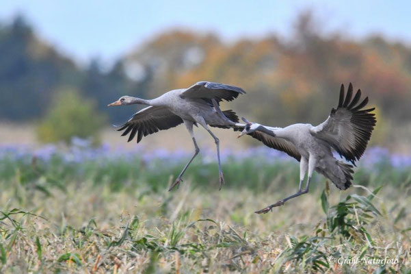 Herbstrast der Kraniche (Grus grus) in Rhin- und Havelluch 2025.