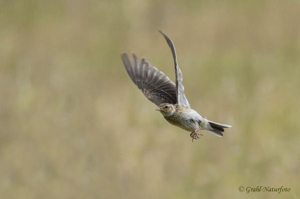 Grauammer (Emberiza calandra) im Abflug, NSG Untere Havel Nord.
