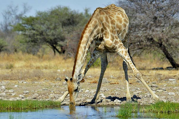 Angola-Giraffe (Giraffa camelopardalis angolensis) trinkt am Wasserloch vom Camp Namutoni.