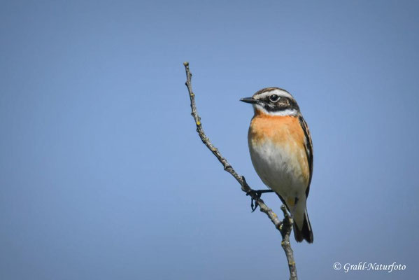 Braunkehlchen (Saxicola rubetra) ♂ im Prachtkleid, NSG Untere Havel Nord.