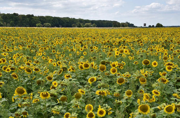 Feld mit Sonnenblumen (Helianthus annuus) bei Orion, Brandenburg