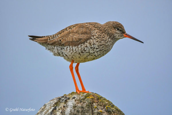 Der Rotschenkel  (Tringa totanus) lebt an Küsten und flachen Gewässern, wie Mooren, Tümpeln und Feuchtwiesen in fast ganz Europa.
