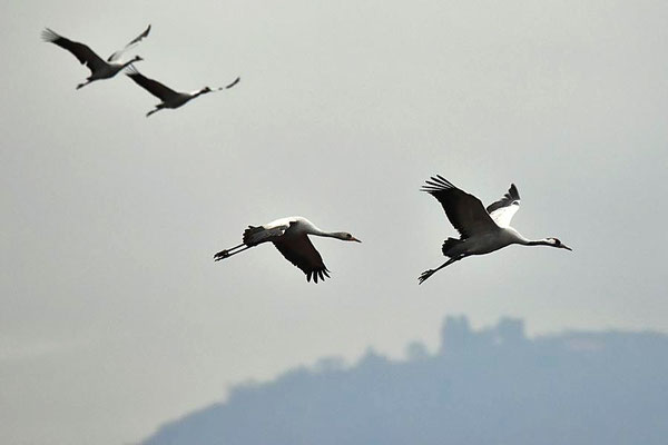 Herbstrast der Kraniche im Naturpark Kyffhäuser/Thüringen 2017 - Im Hintergrund die Burg Kyffhausen
