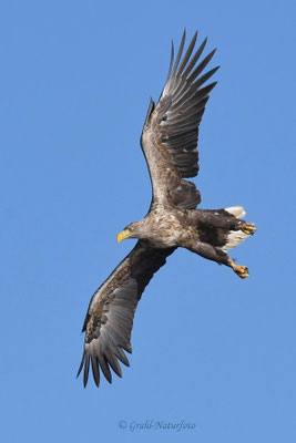 Seeadler (Haliaeetus albicilla) über dem Malchiner See.