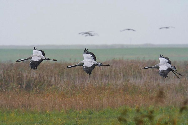 Herbstrast der Kraniche am Günzer See 2014