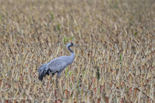 Herbstrast der Kraniche (Grus grus) 2023. Einsamer Kranich auf dem Maisstoppelfeld.