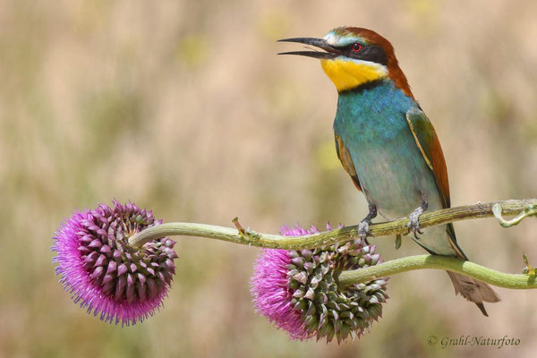 Bienenfresser (Merops apiaster)
