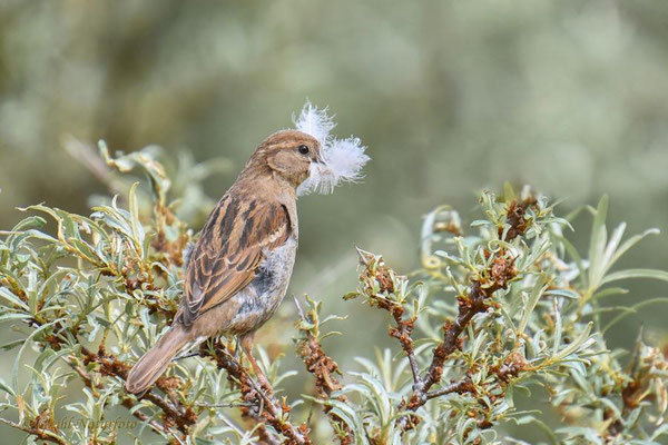 Haussperling (Passer domesticus) weibl.