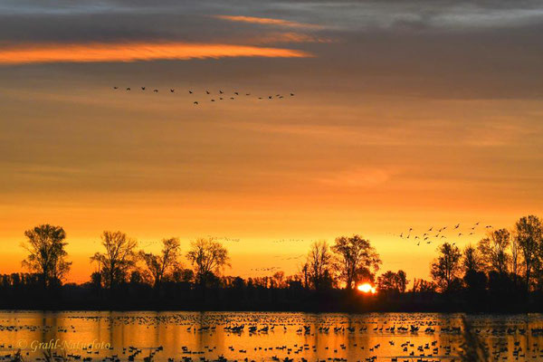 Herbstrast der Kraniche (Grus grus) im Rhin- und Havelluch 2020. Sonnenaufgang am Schlafplatz.