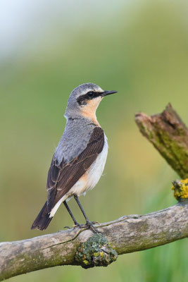 Steinschmätzer (Oenanthe oenanthe) - männl.