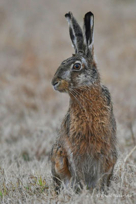 Feldhase (Lepus europaeus) auf den Wiesen von Parey.