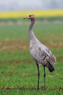 Herbstrast der Kraniche im Rhin- und Havelluch 2018 - Jungvogel