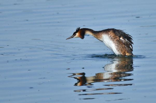 Haubentaucher (Podiceps cristatus) auf dem Geiseltalsee