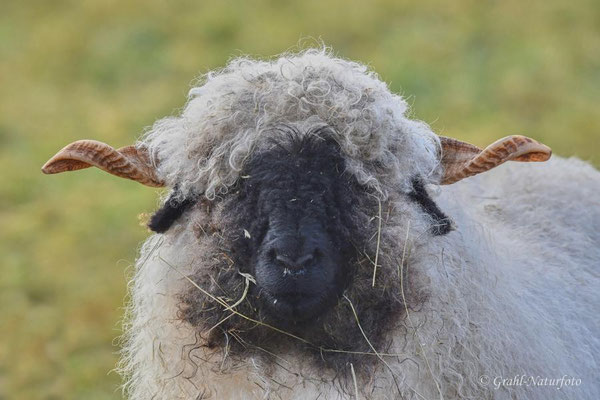 Walliser Schwarznasenschaf (Ovis orientalis f. aries)