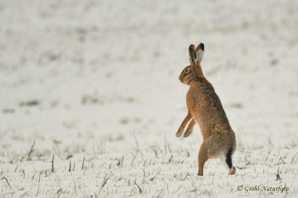 Feldhase (Lepus europaeus) NSG Untere Havel Nord.