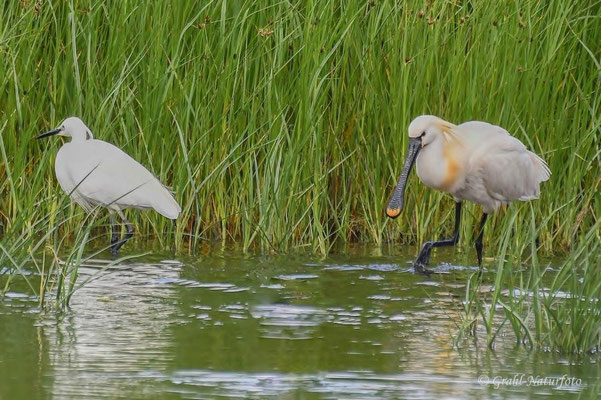 Europäischer Löffler (Platalea leucorodia) und Seidenreiher (Egretta garzetta) bei Vadu.