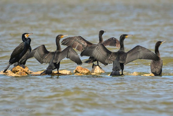 Kormorane (Phalacrocorax carbo) beim Trocknen des Gefieders auf dem Lacul Golovita.