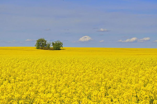 Raps (Brassica napus) so weit das Auge reicht bei Langen/Brandenburg.