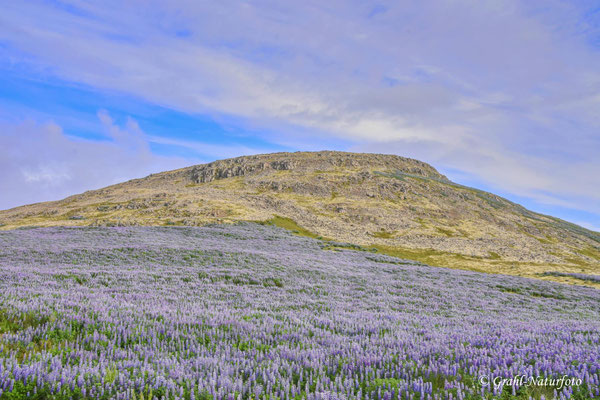 Die Alaska-Lupine wurde erstmals in den 1940er Jahren auf Island eingeführt.