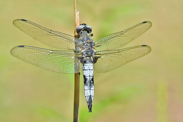 Spitzenfleck (Libellula fulva)