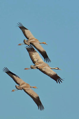 Herbstrast der Kraniche am Günzer See 2015