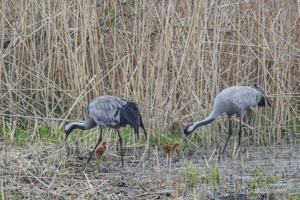 Europäischer Kranich (Grus grus) mit Küken im Linumer Teichland.