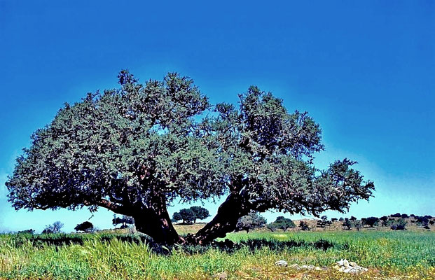 Der Arganbaum (Argania spinosa) kommt als Endemit im südwestlichen Marokko und südöstlichen Algerien vor