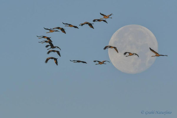 Herbstrast der Kraniche (Grus grus) 2022. Flug vor dem Vollmond.