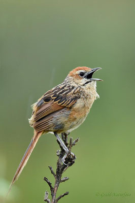 Trauerzistensänger (Cisticola lais), sein natürlicher Lebensraum ist subtropisches oder tropisches Höhengrünland.