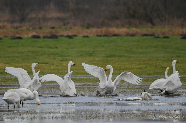 Singschwäne (Cygnus cygnus)