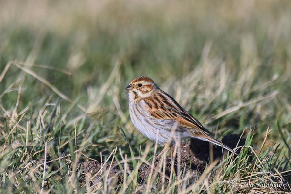 Rohrammer (Emberiza schoeniclus) weibl. Günzer See - Mecklemburg/Vorpommern.