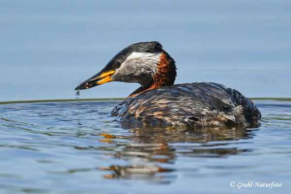 Rothalstaucher (Podiceps grisegena) Linumer Teichland.