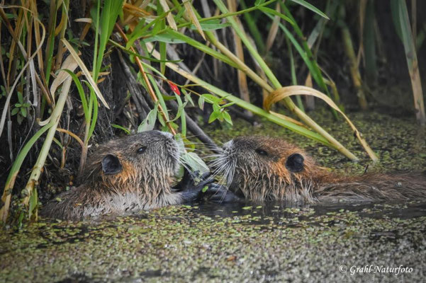 Nutria  (Myocastor coypus) NSG Untere Havel Nord.