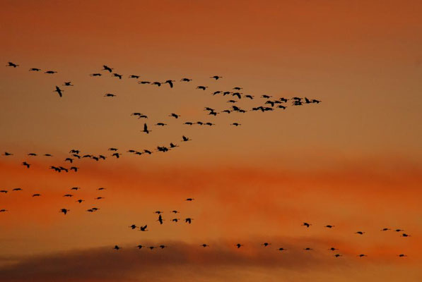 Herbstrast der Kraniche - Abendstimmung am Bartherbodden 2009